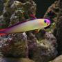 saltwater fish - nemateleotris decora - firefish, purple stocking in 55 gallons tank - Purple Firefish - Otherwise known as Decorated Dartfish or Purple Firetailed Goby. (Nemateleotris Decora).