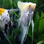 freshwater fish - pterophyllum sp. - koi angel stocking in 44 gallons tank - Diamond-scale and Koi angels