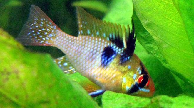 freshwater fish - papiliochromis ramirezi - german blue ram stocking in 44 gallons tank - Blue Ram looking for leftover bloodworms