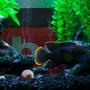 freshwater fish - nandopsis octofasciatum - jack dempsey stocking in 34 gallons tank - ..