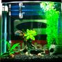 34 gallons freshwater fish tank (mostly fish and non-living decorations) - .