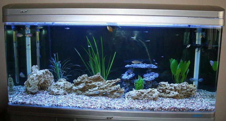 Rated #132: 80 Gallons Freshwater Fish Tank - My 80 Gallon Tank