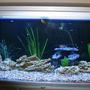 80 gallons freshwater fish tank (mostly fish and non-living decorations) - My 80 Gallon Tank