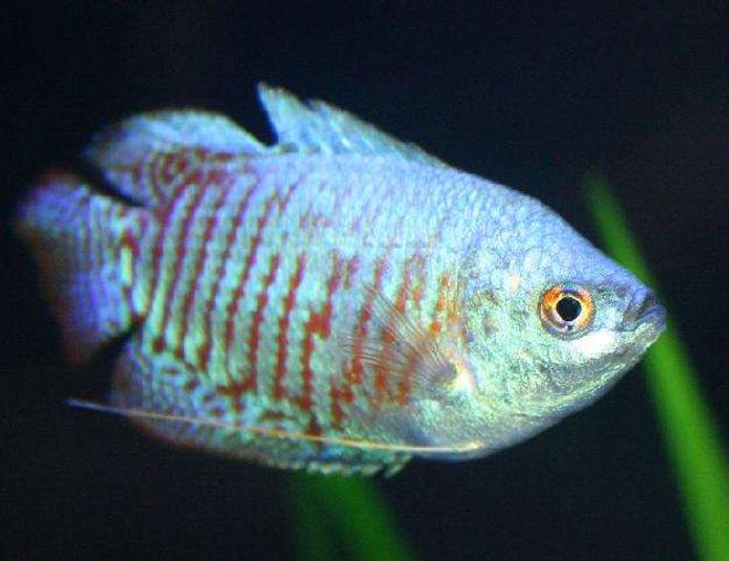 freshwater fish - colisa lalia - dwarf gourami stocking in 80 gallons tank - Dwarf Gourami 3