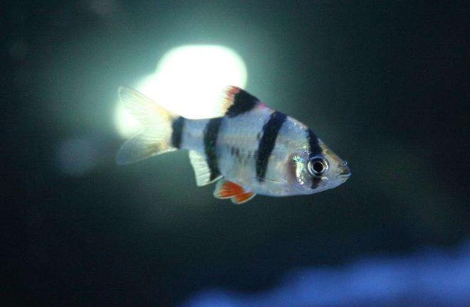 freshwater fish - puntius tetrazona - tiger barb stocking in 80 gallons tank - Tiger Barb