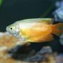 freshwater fish - colisa lalia - dwarf gourami stocking in 80 gallons tank - Dwarf Gourami