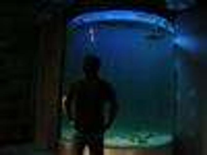 3500 gallons saltwater fish tank (mostly fish, little/no live coral) - 3500 gallon cylinder shark tank..  Right now i am housing 2 black tip reef sharks.
