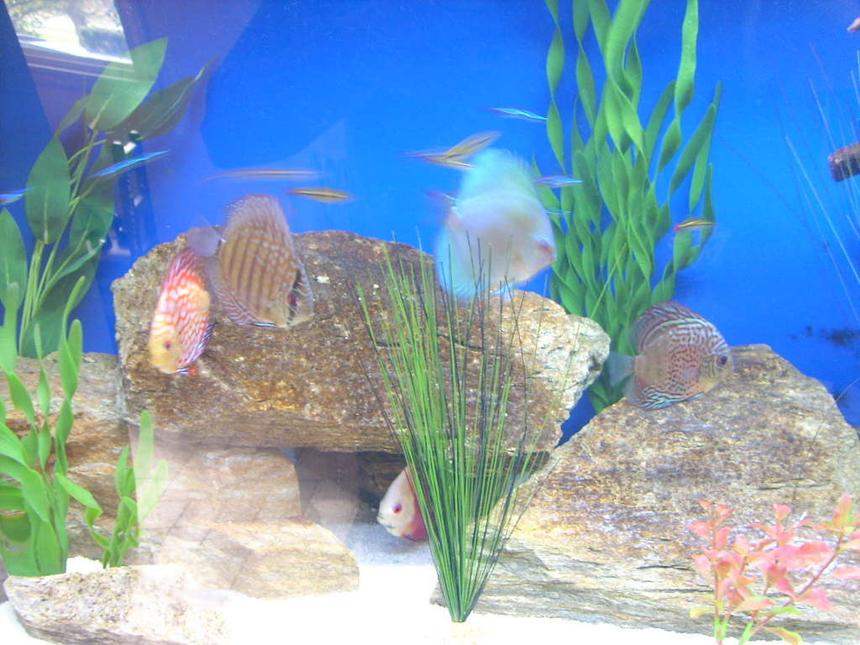Rated #1738: Freshwater Fish - Symphysodon Sp. - Blue Diamond Discus Stocking In 65 Gallons Tank - My Discus. Super Red Melon, Blue Diamond, Checkerboard Pigeon, Mosaic Leopard, Red Turquoise