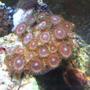 corals inverts - zoanthus sp. - colony polyp stocking in 10 gallons tank - zoas