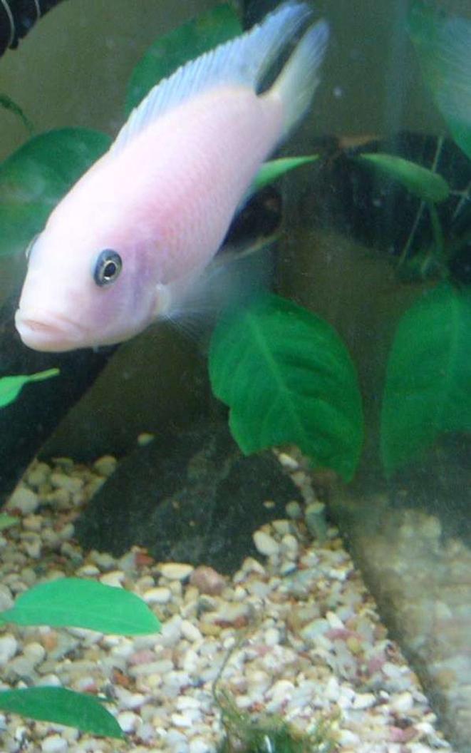 freshwater fish - archocentrus nigrofasciatus - pink convict cichlid stocking in 10 gallons tank - my rookie photo 1