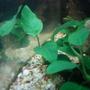 fish tank picture - my anubias
