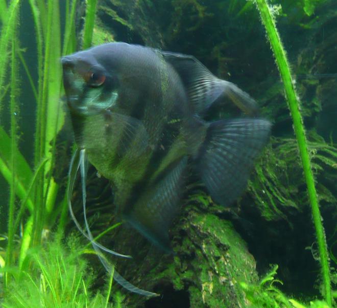 freshwater fish - pterophyllum scalare - assorted veil angel stocking in 46 gallons tank - Angelfish 11.05.07