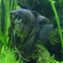 freshwater fish - pterophyllum scalare - assorted veil angel stocking in 46 gallons tank - Angelfish 11.05.07
