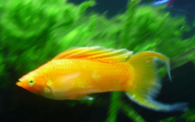 freshwater fish - poecilia latipinna - golden sailfin molly stocking in 46 gallons tank - Sailfin Molly 11.05.07