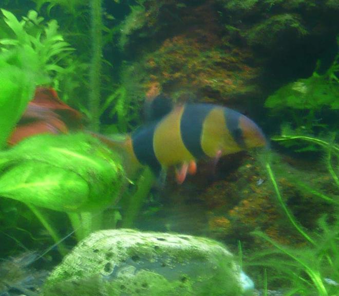 freshwater fish - botia macracantha - clown loach stocking in 46 gallons tank - Clown Loach 11.05.07