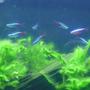 freshwater fish - paracheirodon innesi - neon tetra jumbo stocking in 46 gallons tank - Cardinal & Neon Tetras 11.05.07
