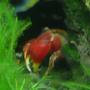 corals inverts - sesarma bidens - red claw crab stocking in 46 gallons tank - Freshwater Red Claw Crab 11.05.07