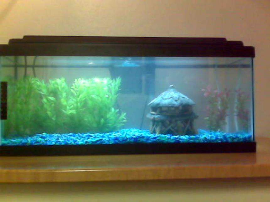 Rated #515: 20 Gallons Freshwater Fish Tank - More plants, and a little more organized now.