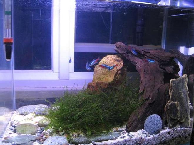 5 gallons freshwater fish tank (mostly fish and non-living decorations) - 5 gallon tank