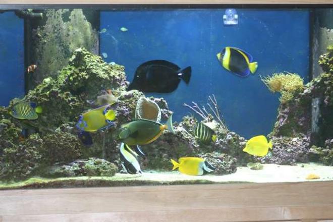 210 gallons saltwater fish tank (mostly fish, little/no live coral) - 210 Gallon FOWLR