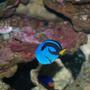 saltwater fish - paracanthurus hepatus - blue tang stocking in 72 gallons tank - Yellow Bellied Blue Tang