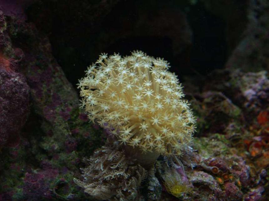 Rated #52: Corals Inverts - Sarcophyton Sp. - Green Polyp Leather Stocking In 72 Gallons Tank - Long Polyp Toadstool Coral