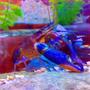 corals inverts - parastacoidea sp. - crayfish stocking in 75 gallons tank - my freshwater cray fish Marlon