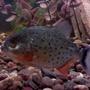 freshwater fish - piaractus brachypomum - red belly pacu stocking in 33 gallons tank - one-eyed RBP (aka Lazereye)
