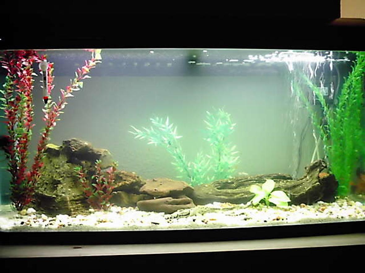 44 gallons freshwater fish tank (mostly fish and non-living decorations) - Newly set-up river bed