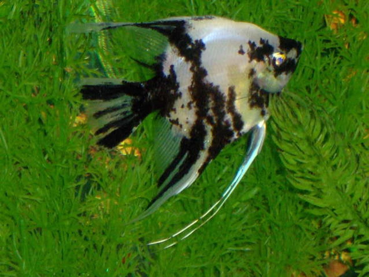 freshwater fish - pterophyllum sp. - koi angel stocking in 55 gallons tank - Koi angel