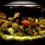 fish tank picture - beauty 1