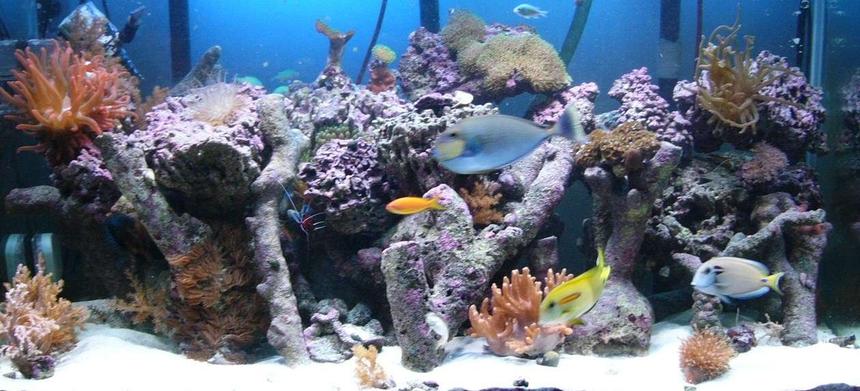 Rated #106: 140 Gallons Reef Tank - 140 g I just moved two months ago.The tank and I are still recovering.