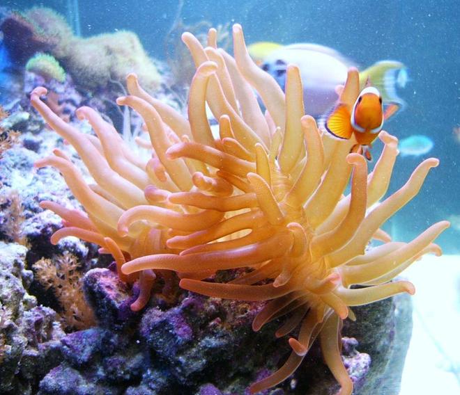 saltwater fish - amphiprion ocellaris - ocellaris clownfish stocking in 140 gallons tank - Best friends