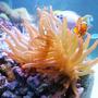 saltwater fish - amphiprion ocellaris - ocellaris clownfish stocking in 140 gallons tank - Best friends