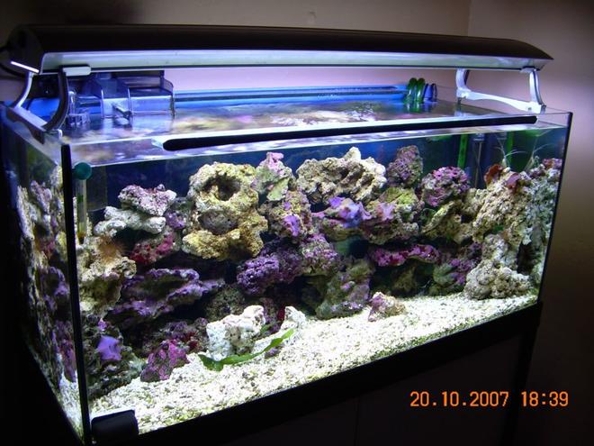 50 gallons reef tank (mostly live coral and fish) - My New Reef Tank.
