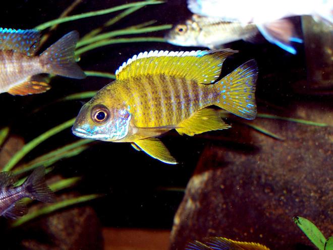 freshwater fish - aulonocara baenschi - sunshine peacock stocking in 90 gallons tank - Aulunocara Baenschi