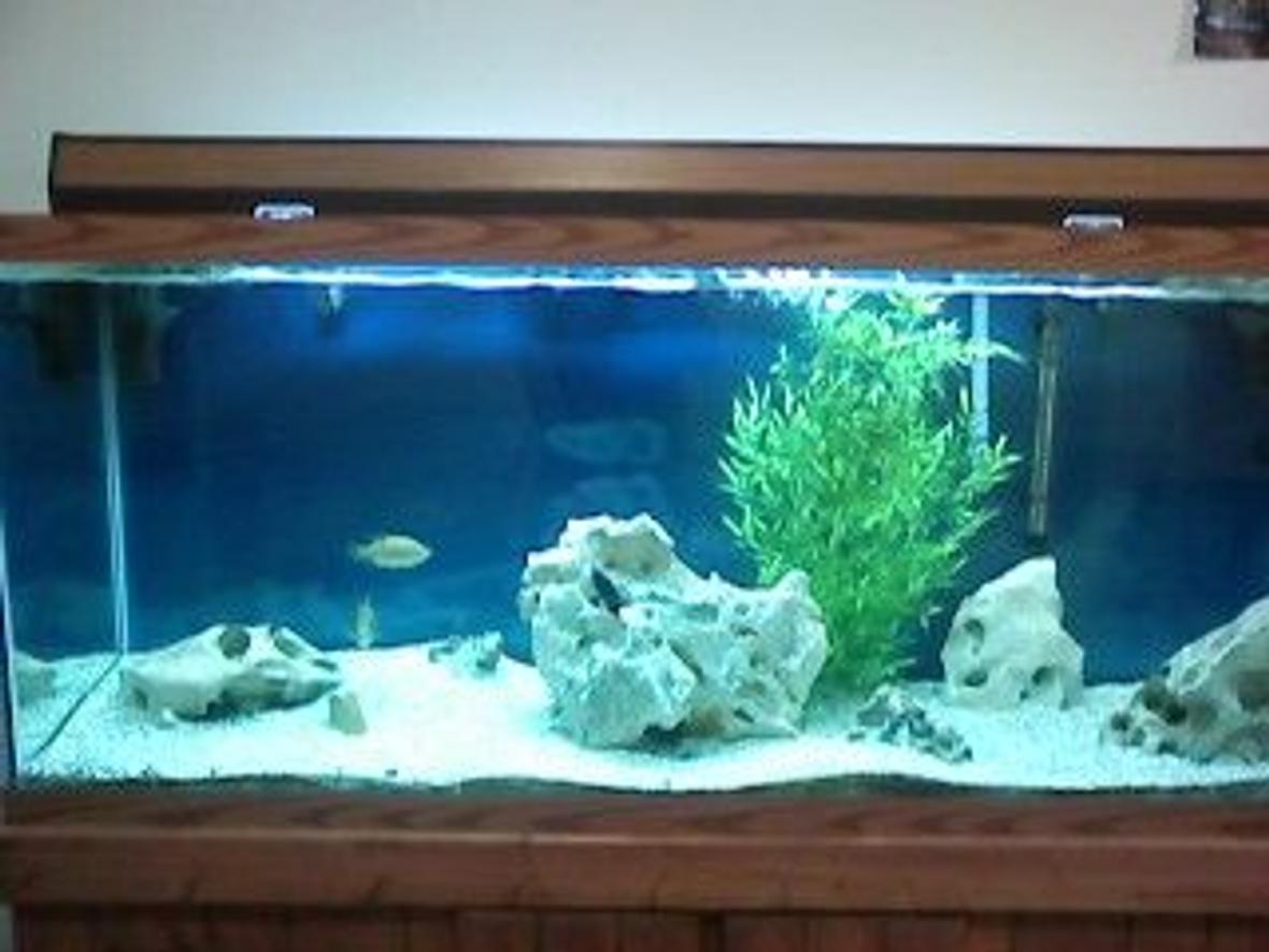 120 gallons freshwater fish tank (mostly fish and non-living decorations) - my 120 gallon tank