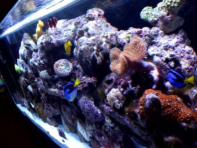 125 gallons reef tank (mostly live coral and fish) - 1week old 180 gallon tank