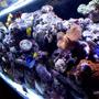 125 gallons reef tank (mostly live coral and fish) - 1week old 180 gallon tank