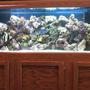 120 gallons saltwater fish tank (mostly fish, little/no live coral) - My 120 gal Fish Tank