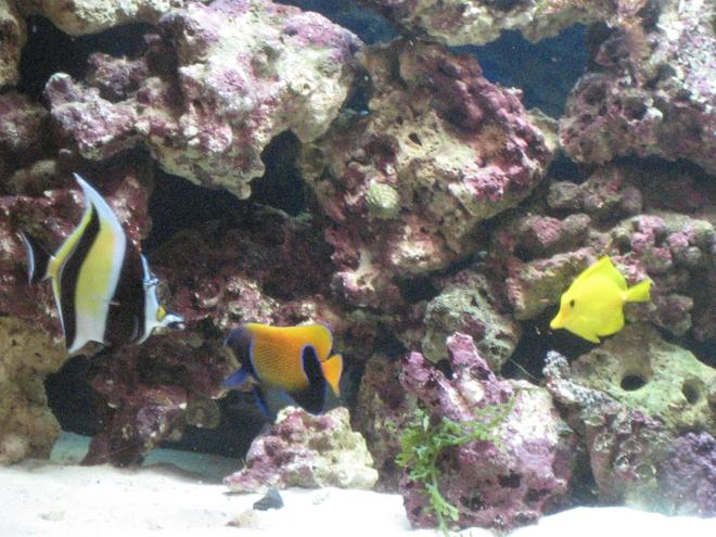 saltwater fish - zebrasoma flavescens - yellow tang - hawaii stocking in 120 gallons tank - my fishes,