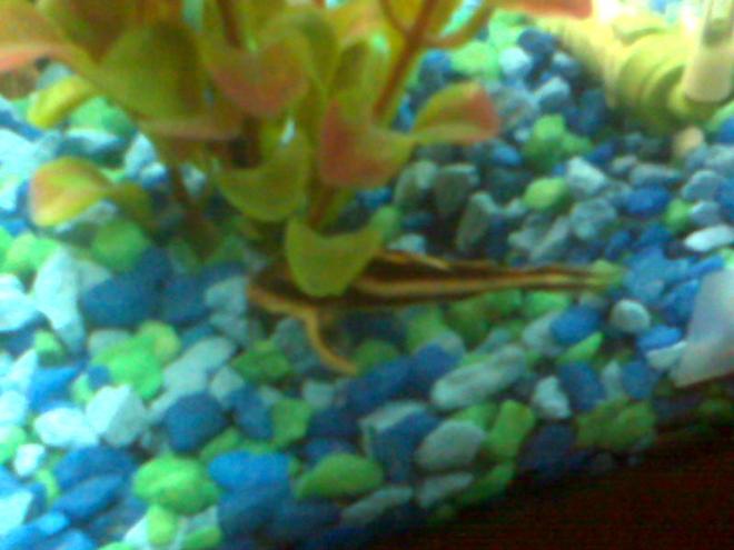 20 gallons freshwater fish tank (mostly fish and non-living decorations) - My Raphael Catfish... he's like a little ninja ! He hides, and chases the Barb's when they get close.