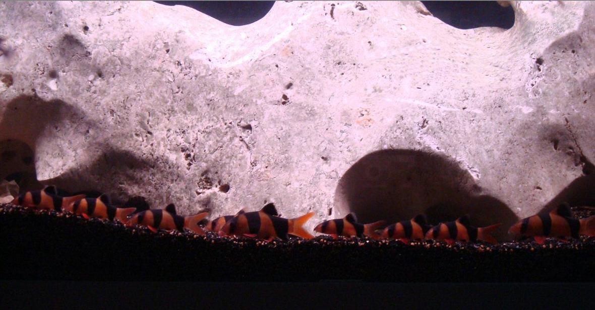 freshwater fish - botia macracantha - clown loach stocking in 138 gallons tank - i have no idea what happen to them..