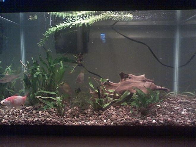 55 gallons planted tank (mostly live plants and fish) - 10 gallon fish tank. Since the winter is coming I am keeping some fish that I took out of the pond in the backyard. We bought them as feeders but instead of feeding them to another fish we put them in the pond. 4 out of 2 dozen survived