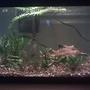 55 gallons planted tank (mostly live plants and fish) - 10 gallon fish tank. Since the winter is coming I am keeping some fish that I took out of the pond in the backyard. We bought them as feeders but instead of feeding them to another fish we put them in the pond. 4 out of 2 dozen survived