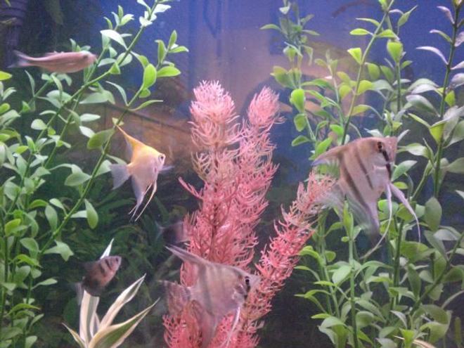 freshwater fish - pterophyllum sp. - albino angel stocking in 55 gallons tank - some of my angles! the yellow angel in the back left is a real character! lol