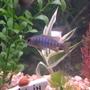 freshwater fish - sciaenochromis ahli - snow white ahli stocking in 55 gallons tank - snow white ahli