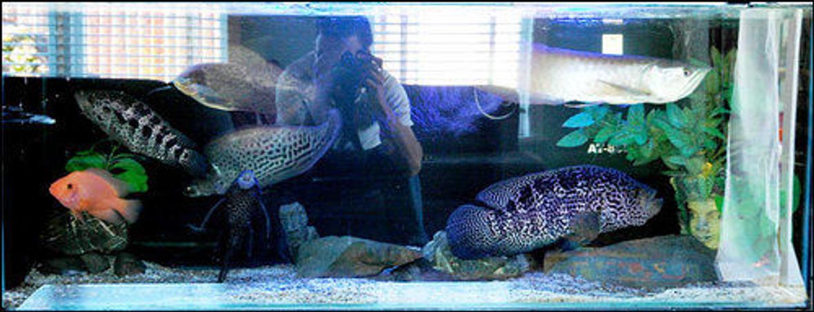 1000 gallons freshwater fish tank (mostly fish and non-living decorations) - jag, royal clown knife, arowana, red devils etc. Not usually hel all together but looked cool while there temporarily so took photo!