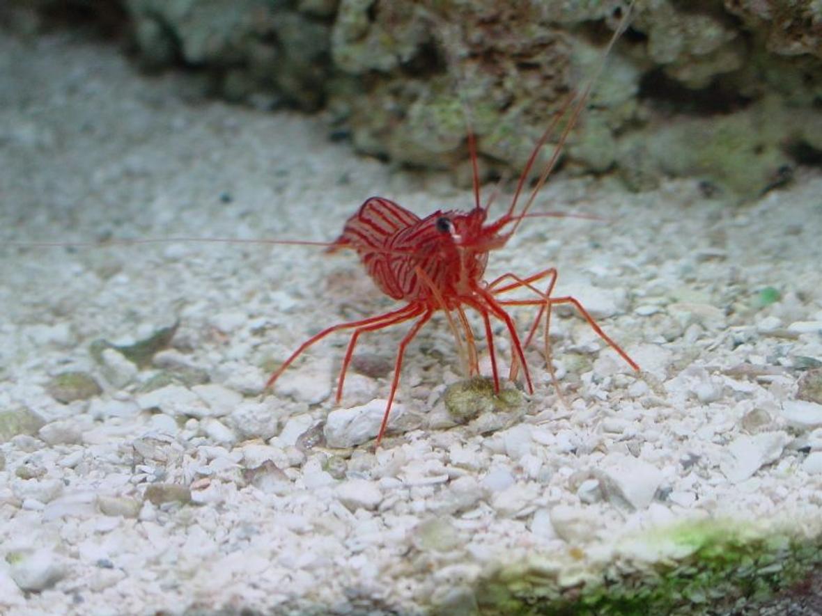 corals inverts - lysmata wurdemanni - peppermint shrimp stocking in 75 gallons tank - curious