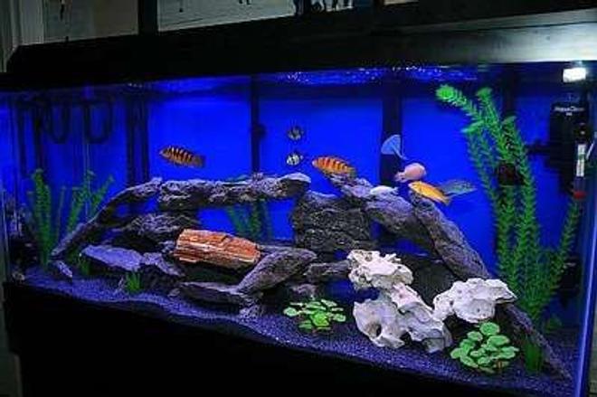75 gallons freshwater fish tank (mostly fish and non-living decorations) - This is my 75 gallon african cichlid aqaurium. Has 2 emperor filters and one internal filter.  I use lace rocks and some fake and some real plants.